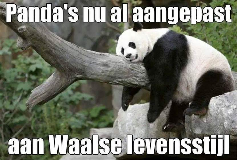 panda.JPG